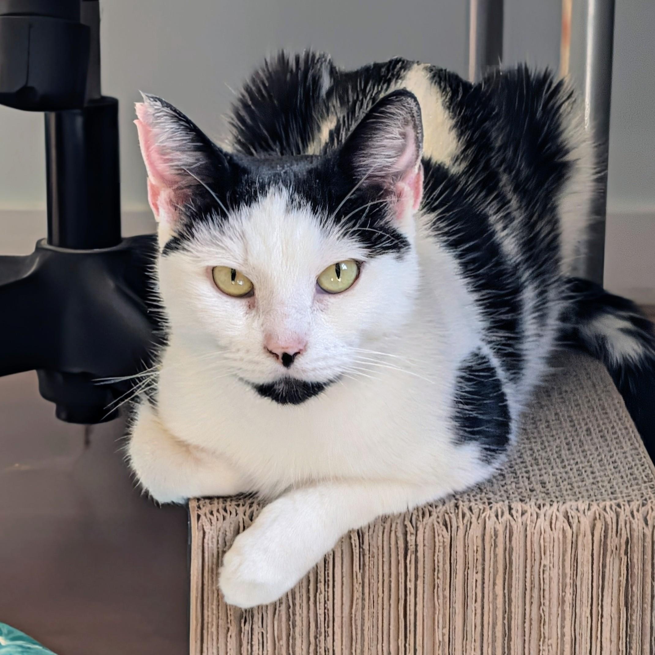 Enlarge Winter, an adopted Domestic Short Hair in Worcester, MA image 1/2