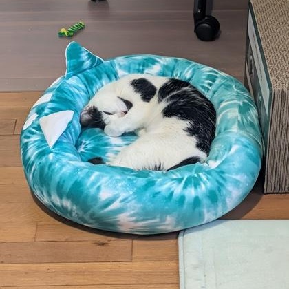 Enlarge Winter, an adopted Domestic Short Hair in Worcester, MA image 2/2