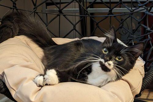 Enlarge Mistletoe Special Needs, a Adoptable mixed breed in Bethlehem, PA image 2/5