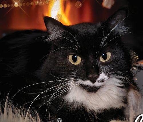 Enlarge Mistletoe Special Needs, a Adoptable mixed breed in Bethlehem, PA image 3/5