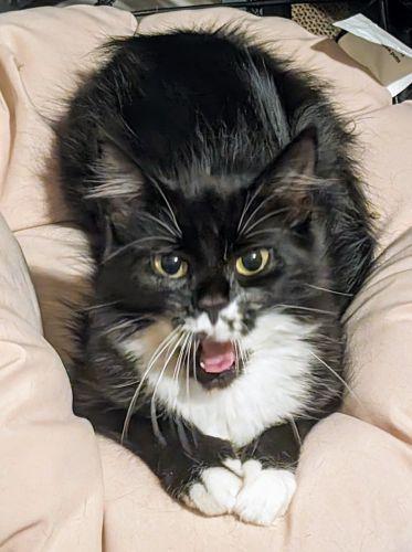 Enlarge Mistletoe Special Needs, a Adoptable mixed breed in Bethlehem, PA image 5/5