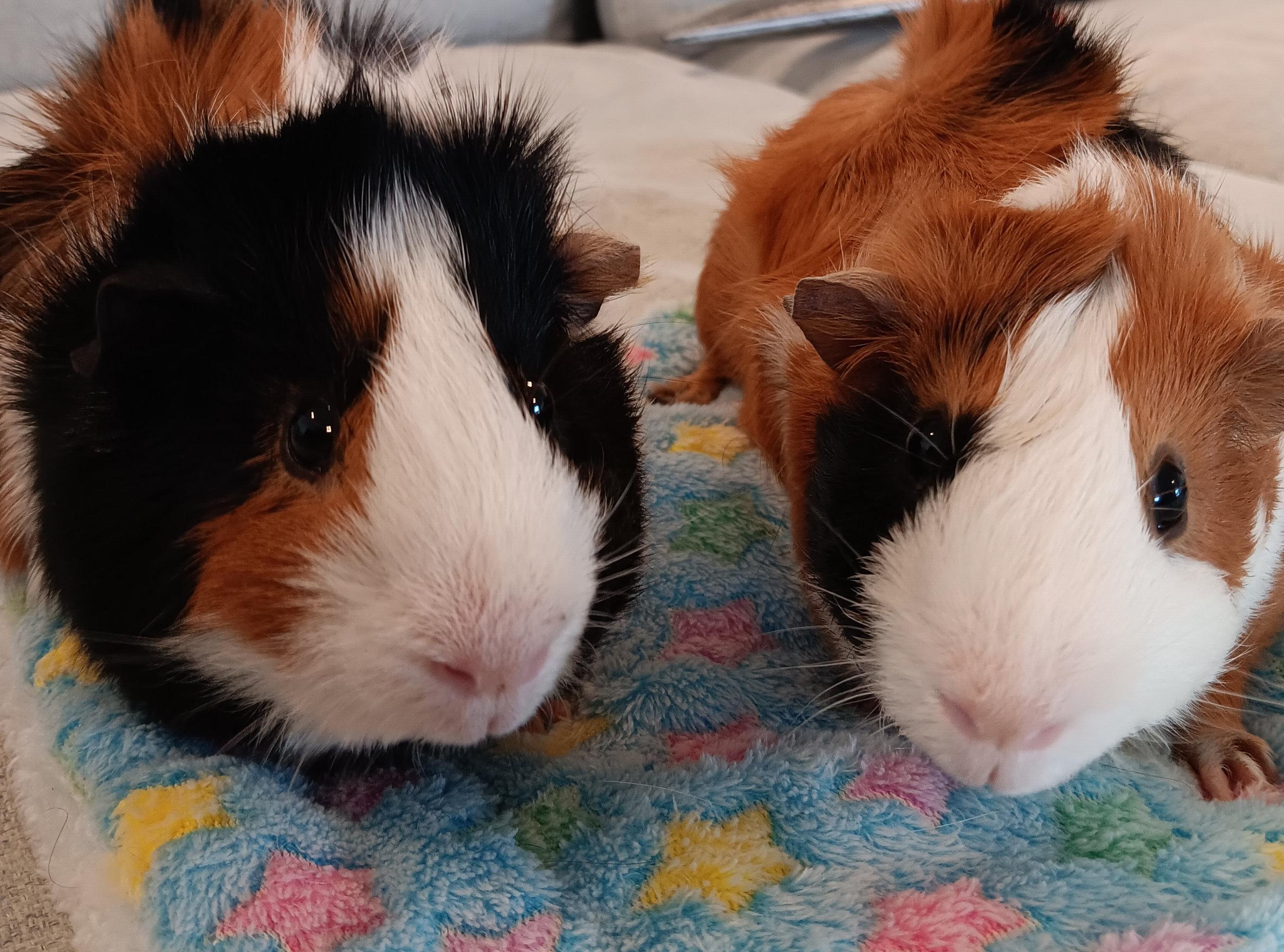 Enlarge Misha & Arnold, an adoptable Guinea Pig in Austin, TX image 2/5