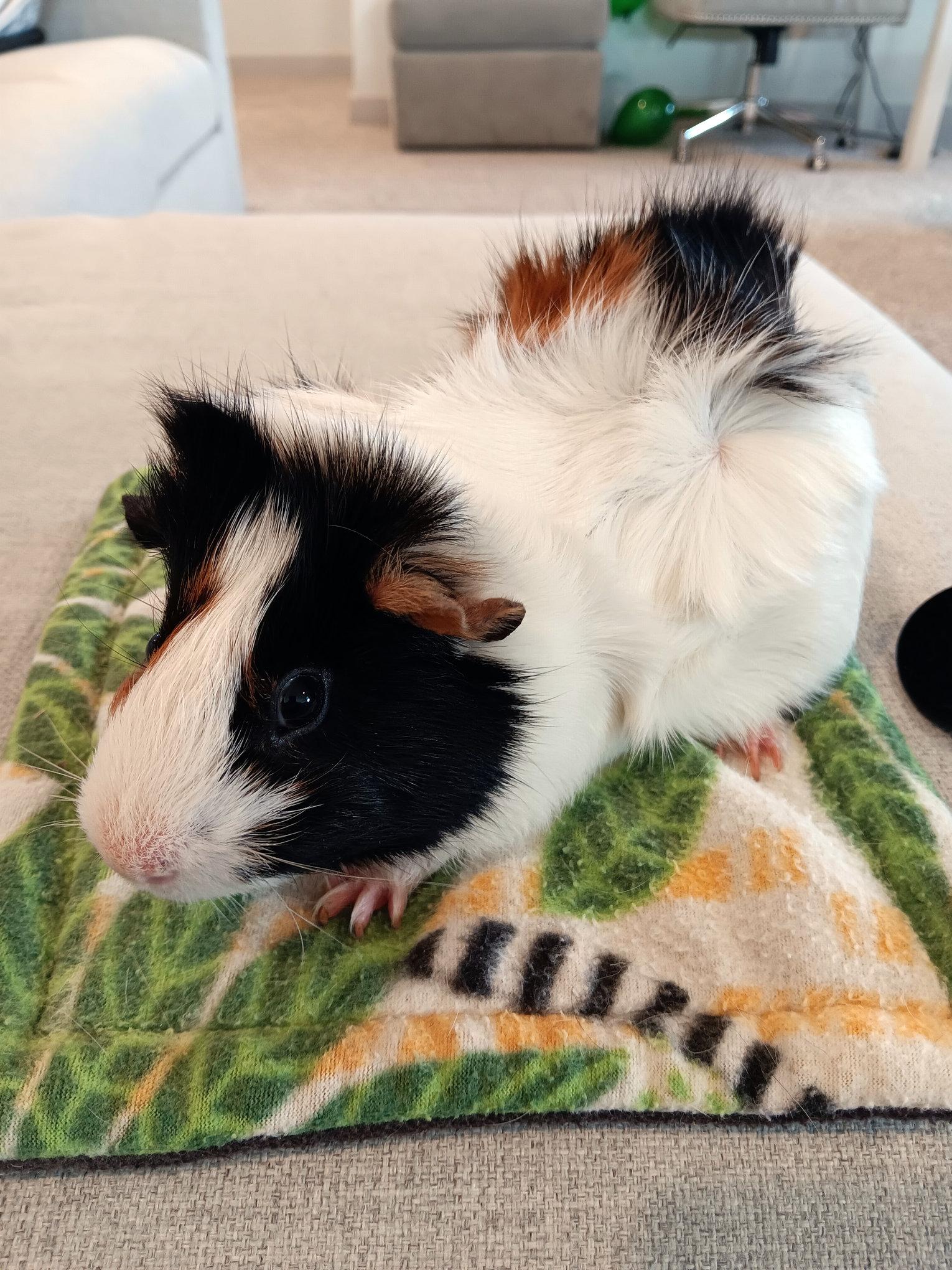 Enlarge Misha & Arnold, an adoptable Guinea Pig in Austin, TX image 5/5