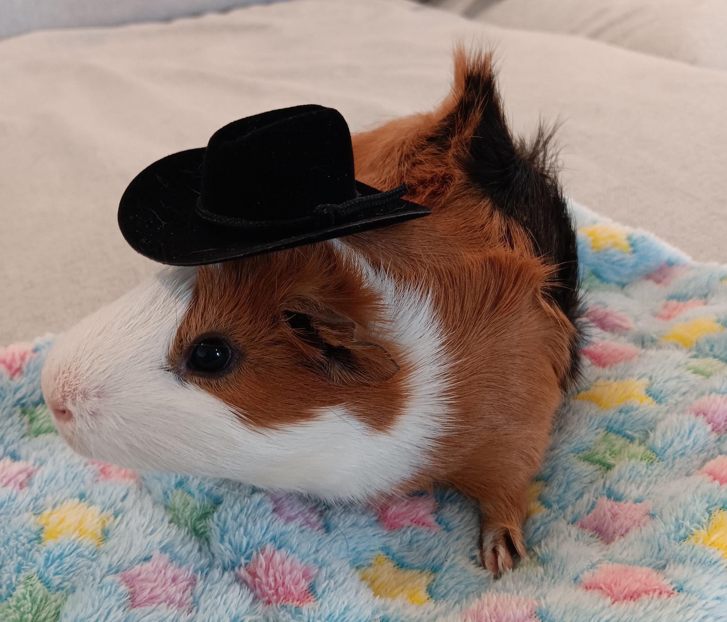 Enlarge Misha & Arnold, an adoptable Guinea Pig in Austin, TX image 4/5