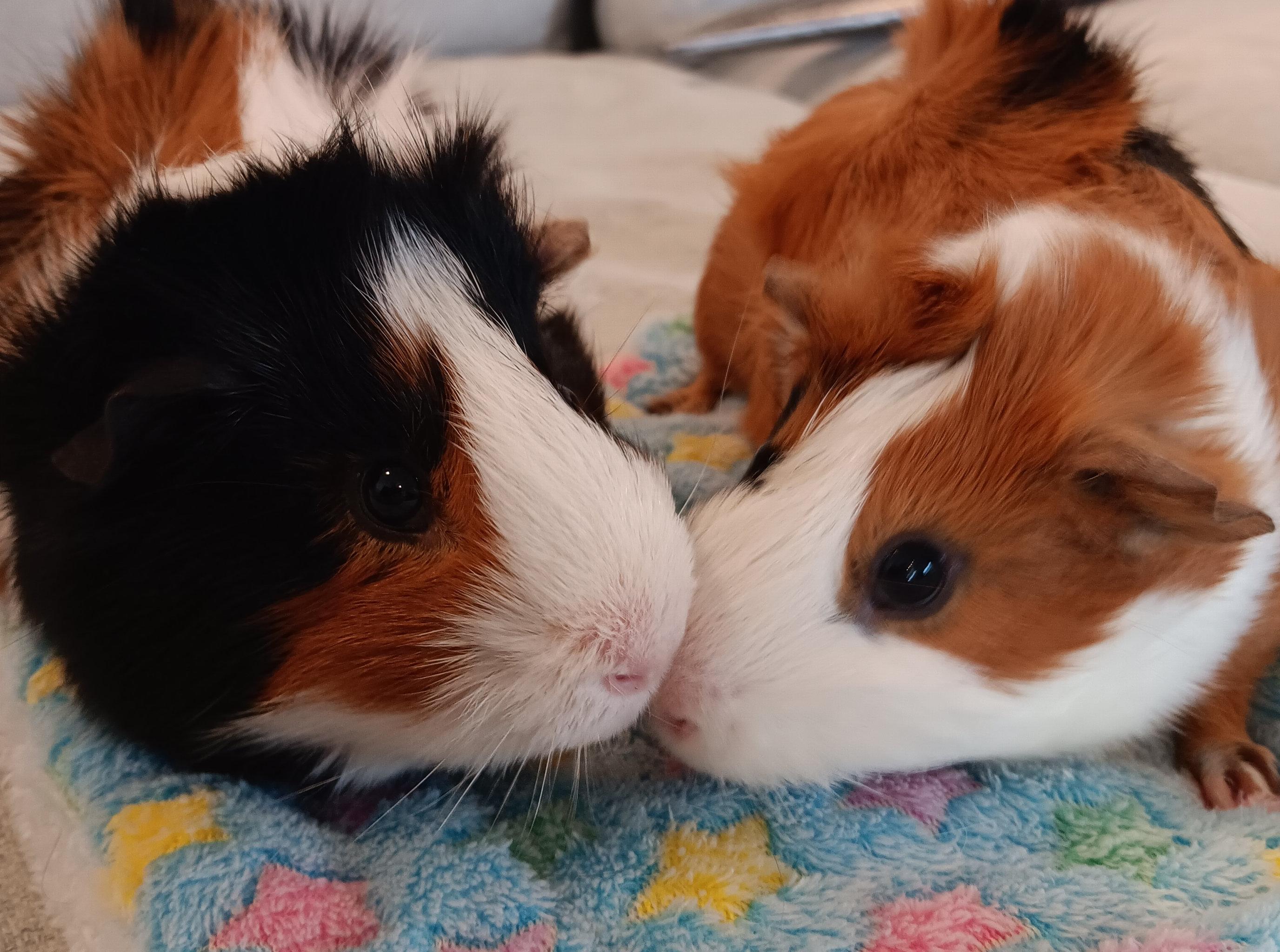 Misha & Arnold, adoptable, Adult Male Guinea Pig.