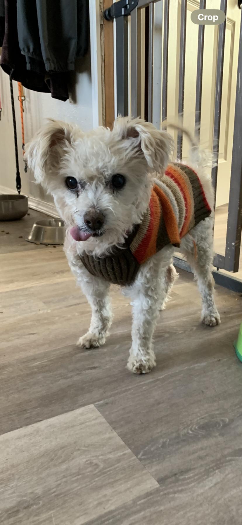 Peanut, an adopted mixed breed in Wasco, OR image 3/4