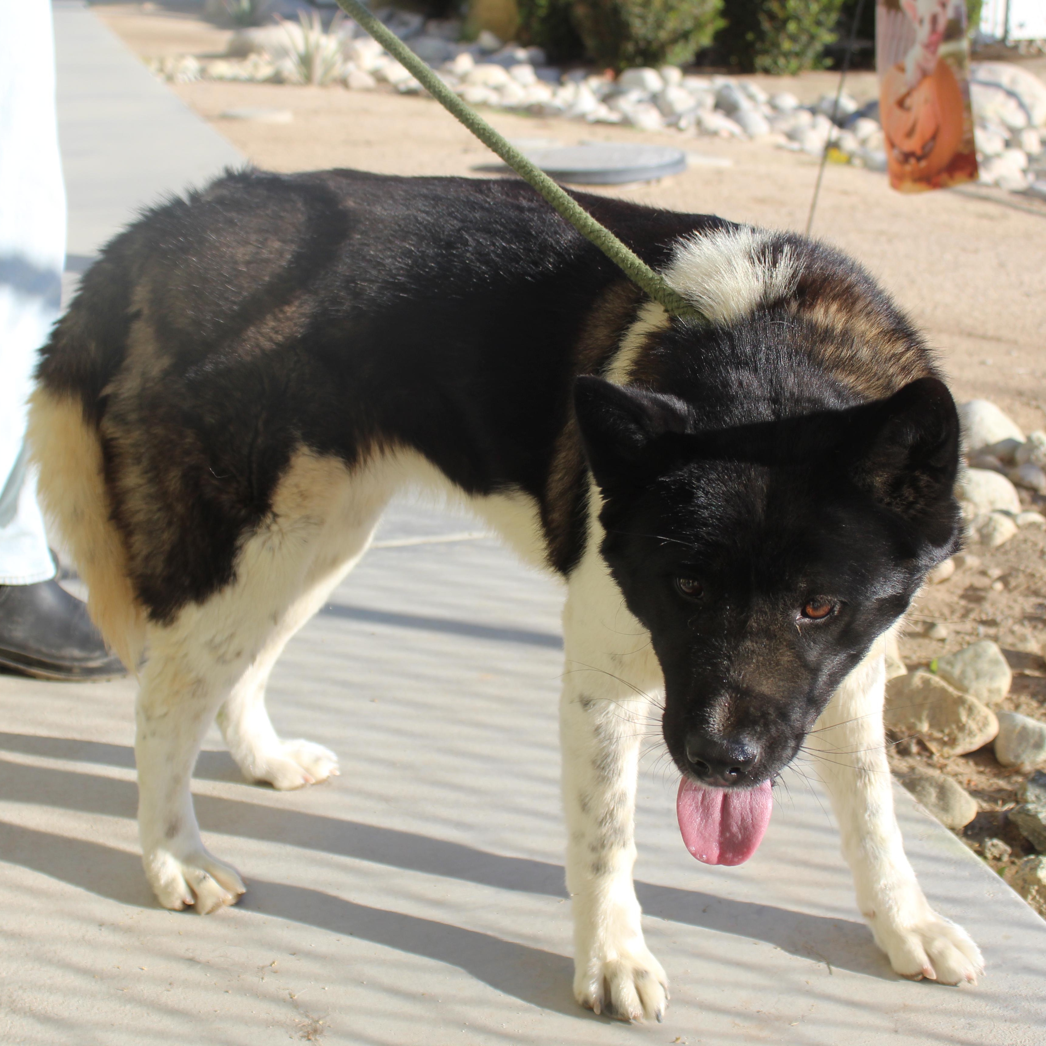 Sakura, adopted, Young Female Akita.
