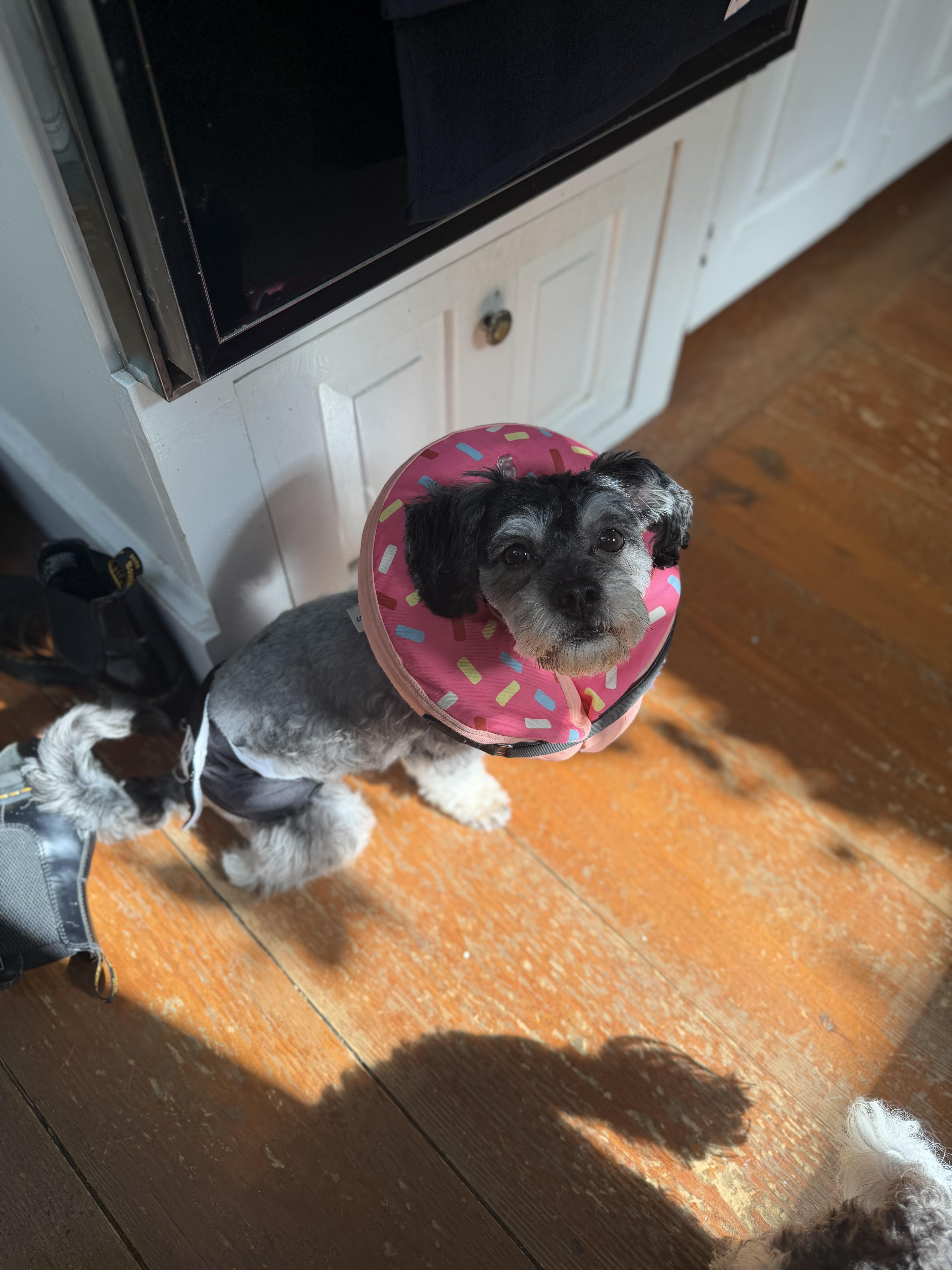Enlarge Nipsey, a Adoptable mixed breed in Philadelphia, PA image 6/6