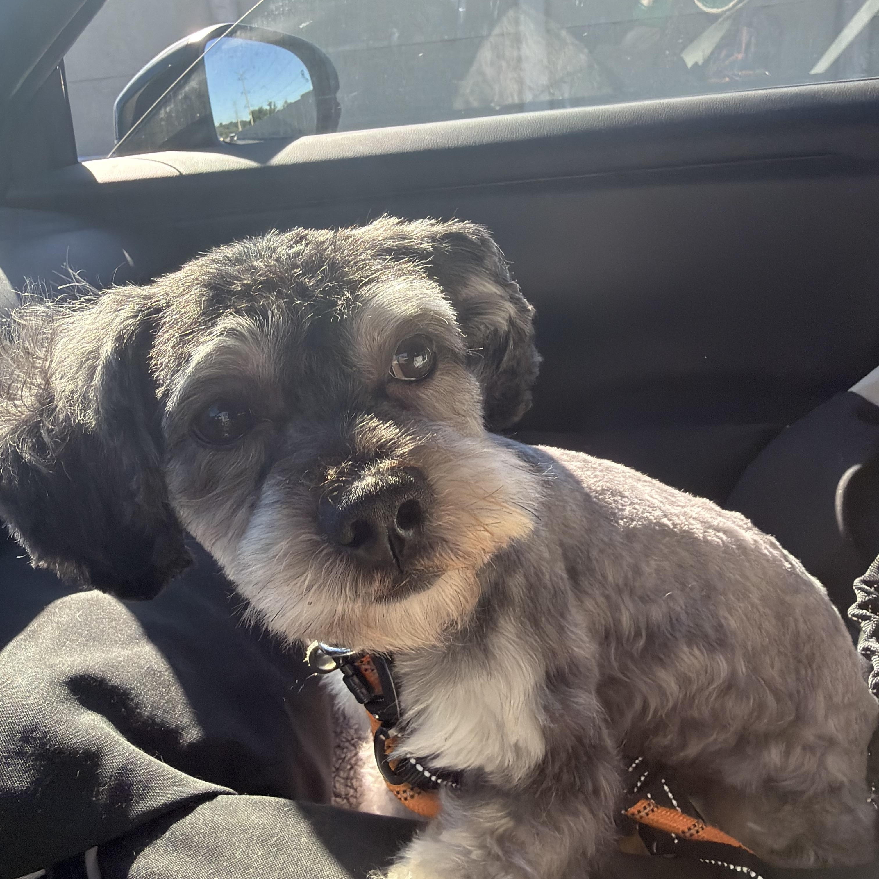 Enlarge Nipsey, a Adoptable mixed breed in Philadelphia, PA image 5/6