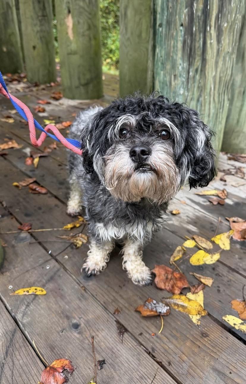 Nipsey, Adoptable, Adult Male Miniature Schnauzer.