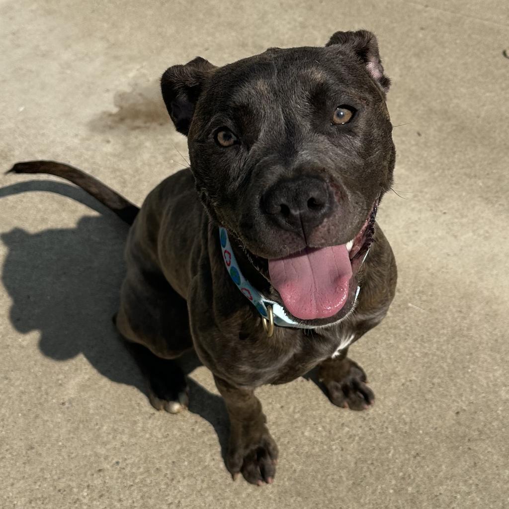 Dior/Sable, a Adoptable Mixed Breed in Rossville, GA image 1/6