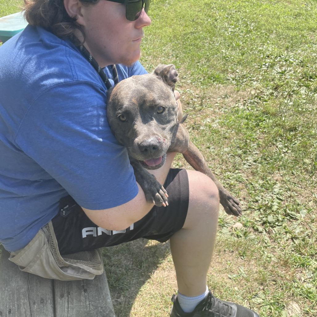 Dior/Sable, a Adoptable Mixed Breed in Rossville, GA image 3/6