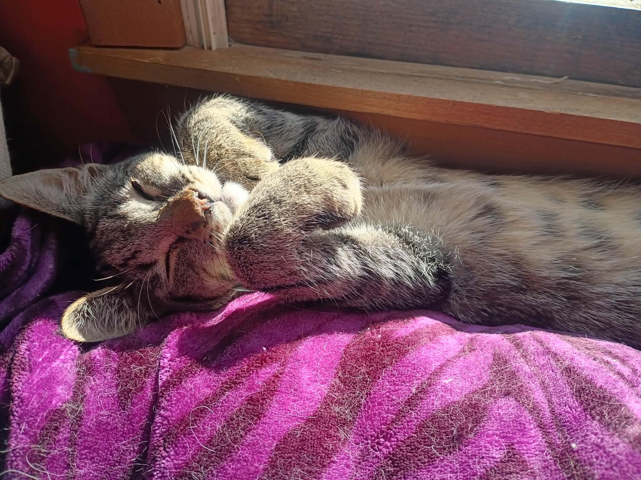 WALLi, ADOPTABLE, Kitten Male Domestic Short Hair & Tabby.