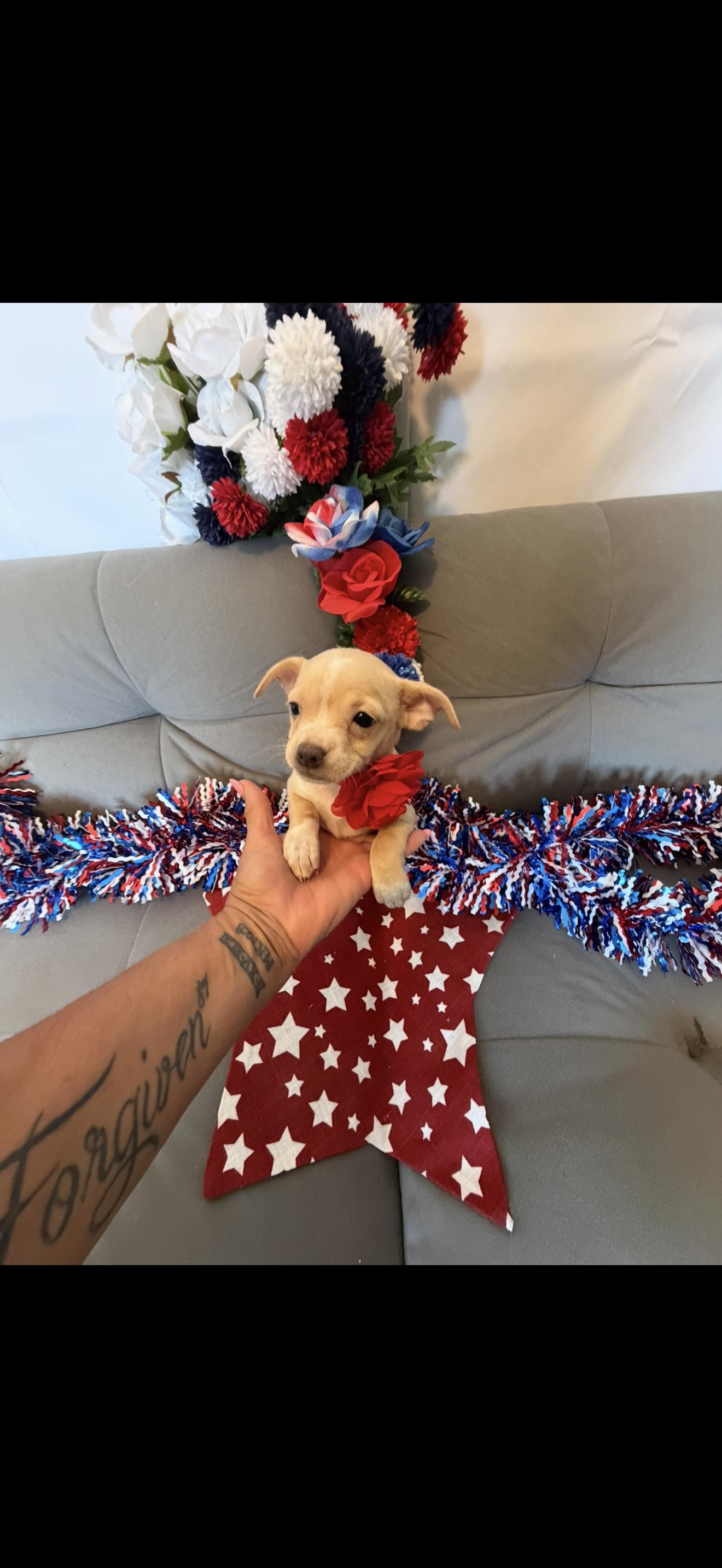 Liberty, a ADOPTABLE mixed breed in Cottonwood, CA image 2/6