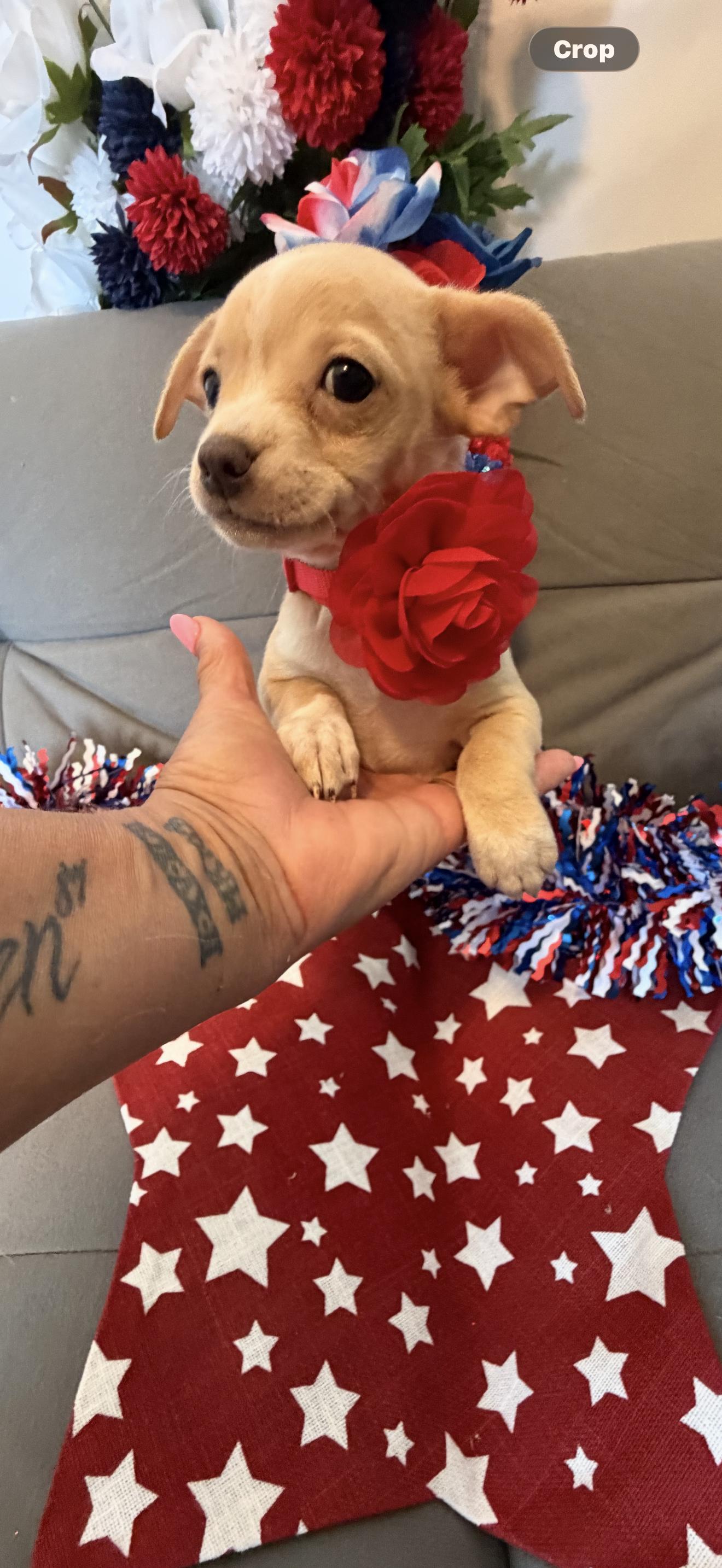 Liberty, a ADOPTABLE mixed breed in Cottonwood, CA image 6/6