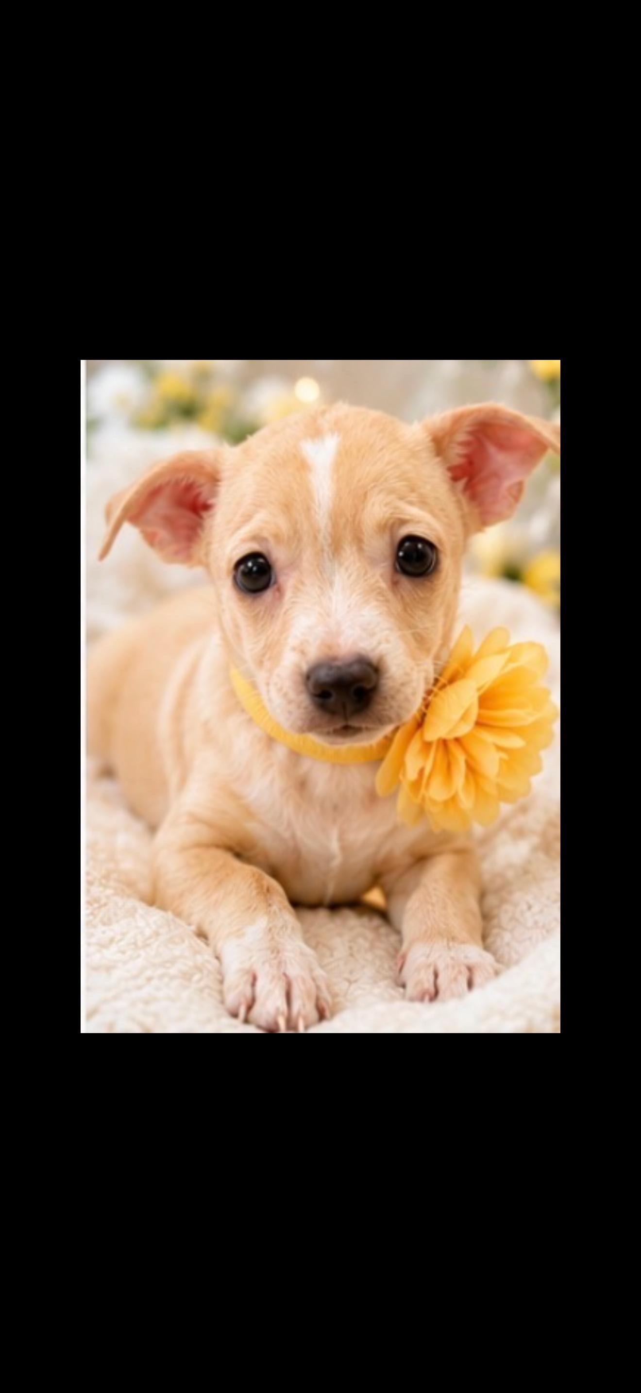 Enlarge Liberty, a Adoptable mixed breed in Cottonwood, CA image 6/6