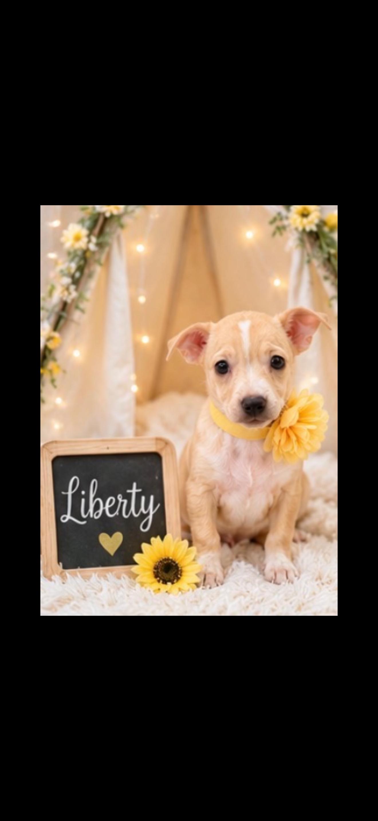 Enlarge Liberty, a Adoptable mixed breed in Cottonwood, CA image 5/6