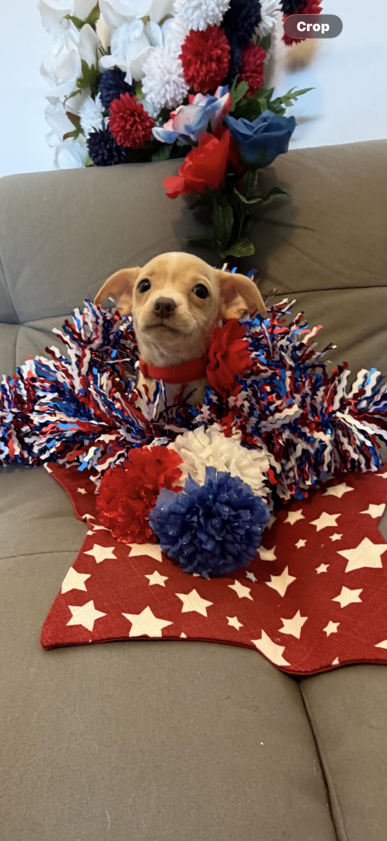 Liberty, ADOPTABLE, Puppy Female Boston Terrier & Chihuahua.
