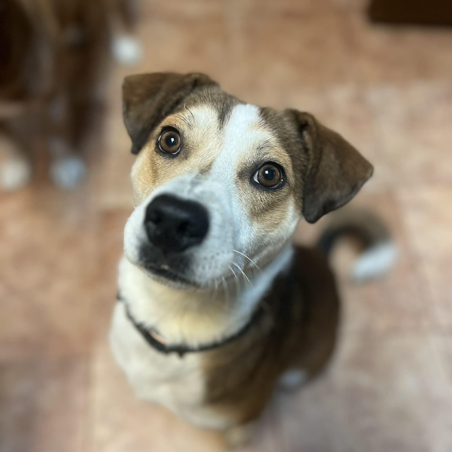 Max, adopted, Young Male Shepherd & Labrador Retriever.