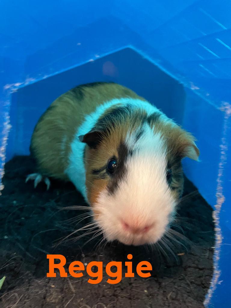 Enlarge Reggie, a Adoptable Guinea Pig in CLINTON, WA image 1/1