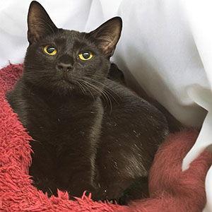 Enlarge Rowdy, a Adoptable Domestic Short Hair in Garner, NC image 1/2