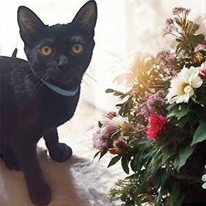 Enlarge Rowdy, a Adoptable Domestic Short Hair in Garner, NC image 2/2