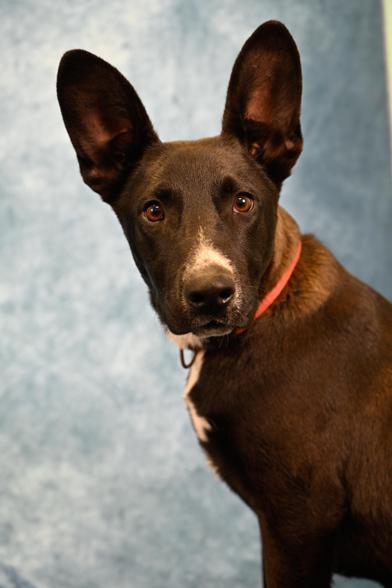 Yappa — thumbnail 2