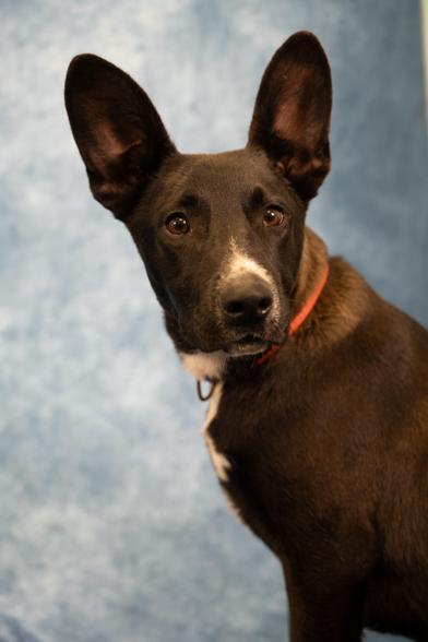 Yappa — thumbnail 3