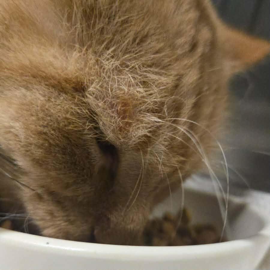 Thumper, an adopted Domestic Long Hair in Vine Grove, KY image 5/5