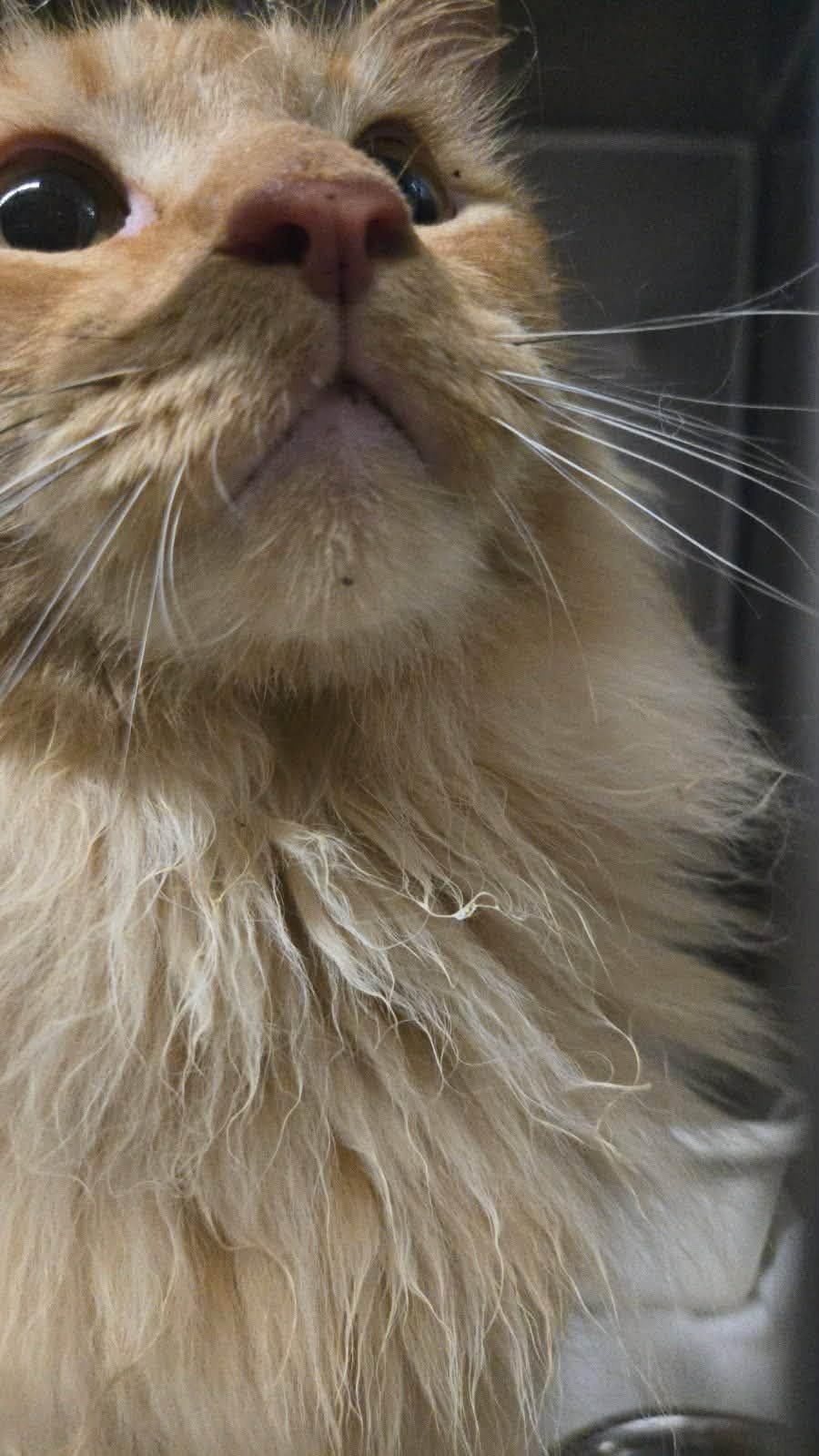 Thumper, an adopted Domestic Long Hair in Vine Grove, KY image 4/5