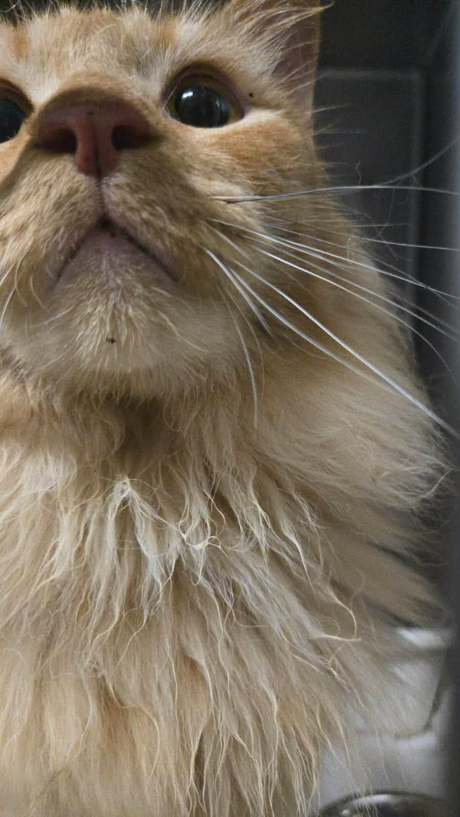 Thumper, an adopted Domestic Long Hair in Vine Grove, KY image 3/5