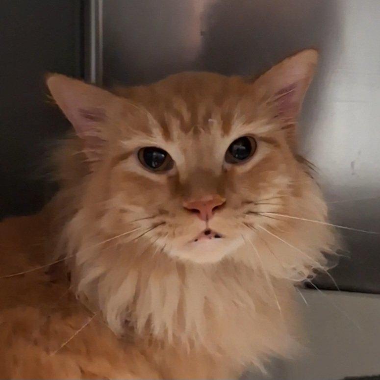 Thumper, adopted, Adult Male Domestic Long Hair.