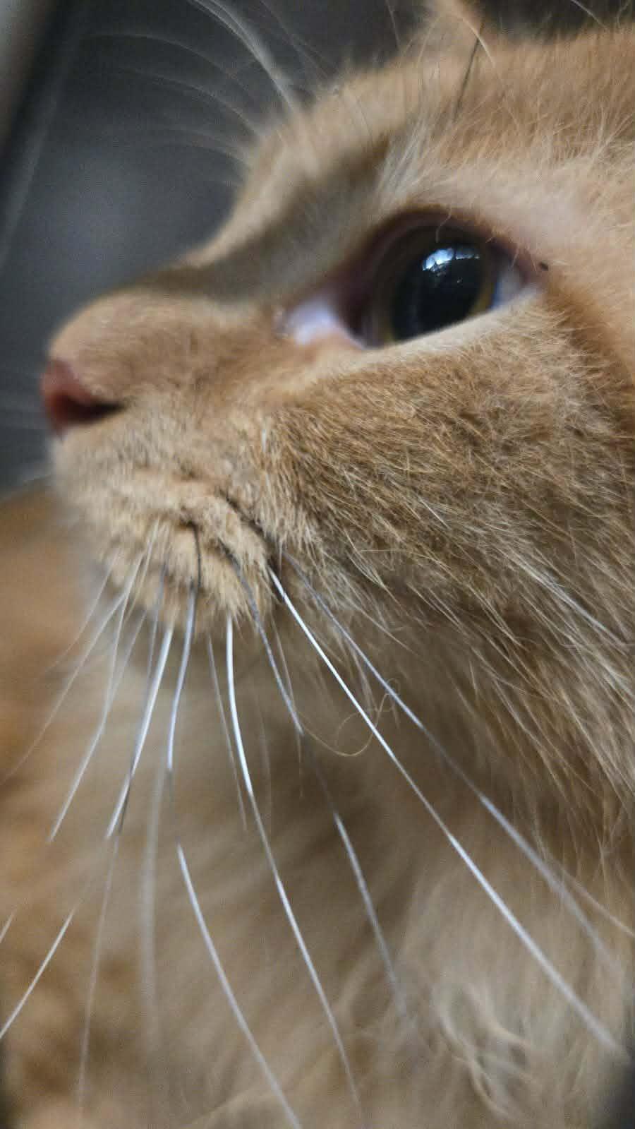 Thumper, an adopted Domestic Long Hair in Vine Grove, KY image 2/5