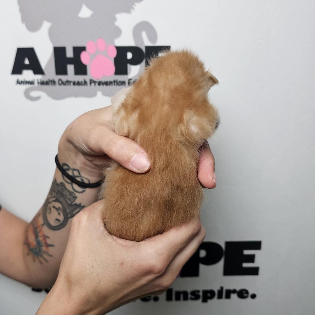 Diesel, Adoptable, Kitten Male Domestic Short Hair & Domestic Short Hair.