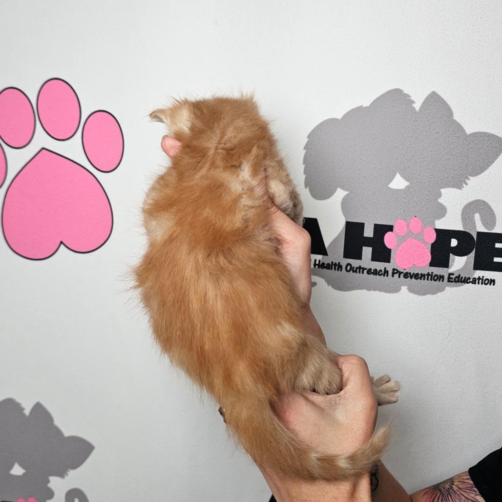 Diesel, a Adoptable mixed breed in Milton, FL image 4/5