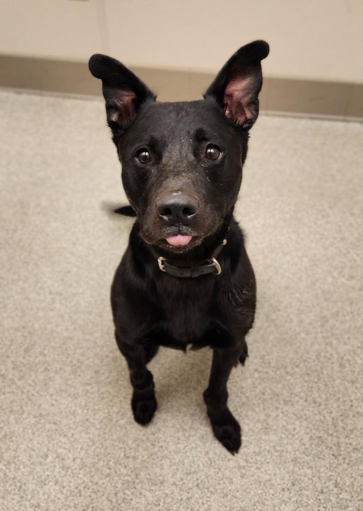 Max, Adoptable, Adult Male Labrador Retriever & Husky.