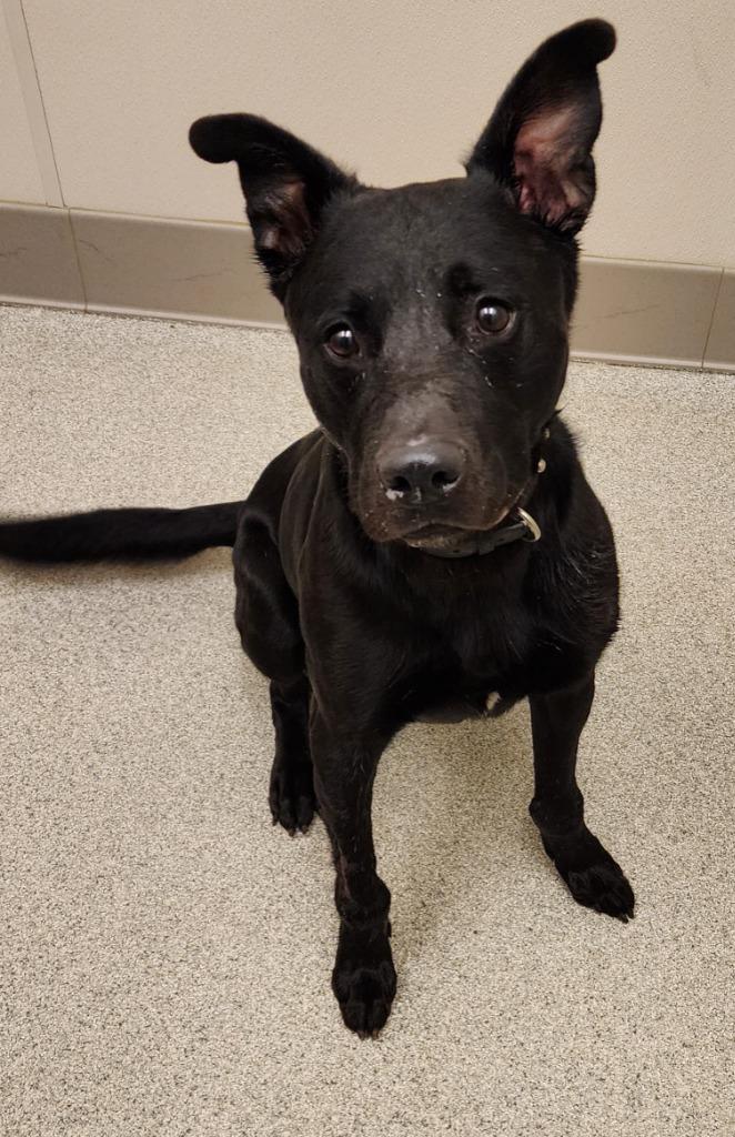Enlarge Max, a Adoptable mixed breed in Superior, WI image 2/2