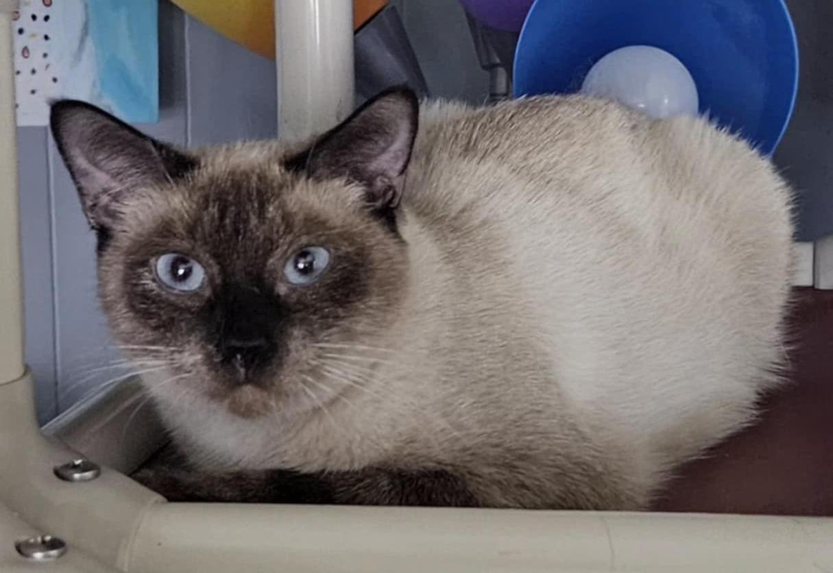 Celeste (read entire bio), adoptable, Young Female Siamese.