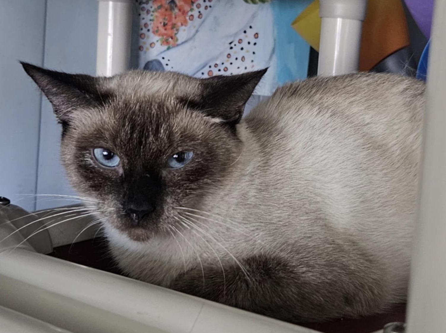 Enlarge Celeste (read entire bio), an adopted Siamese in Rochester, NY image 2/4