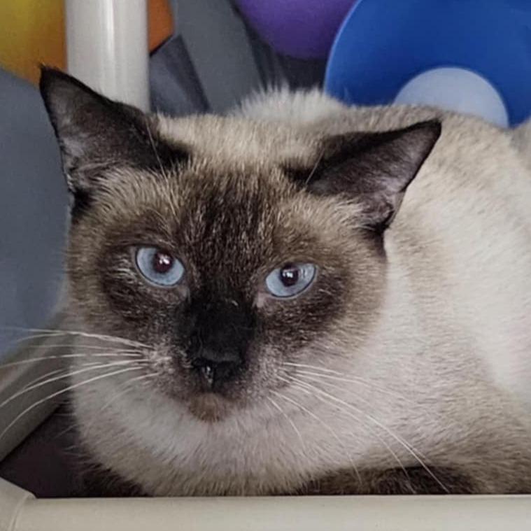 Enlarge Celeste (read entire bio), an adopted Siamese in Rochester, NY image 3/4