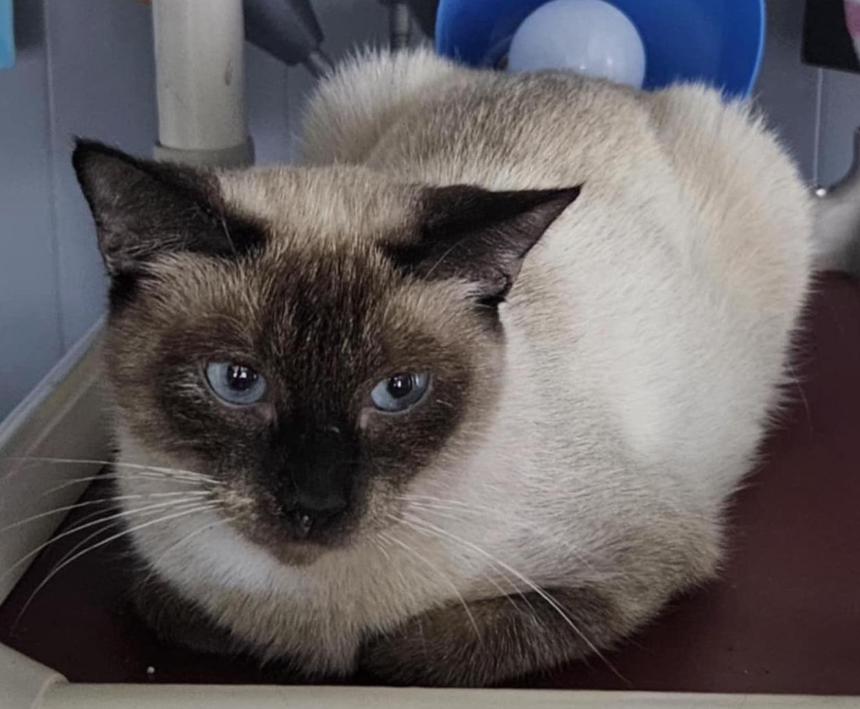 Enlarge Celeste (read entire bio), an adopted Siamese in Rochester, NY image 4/4