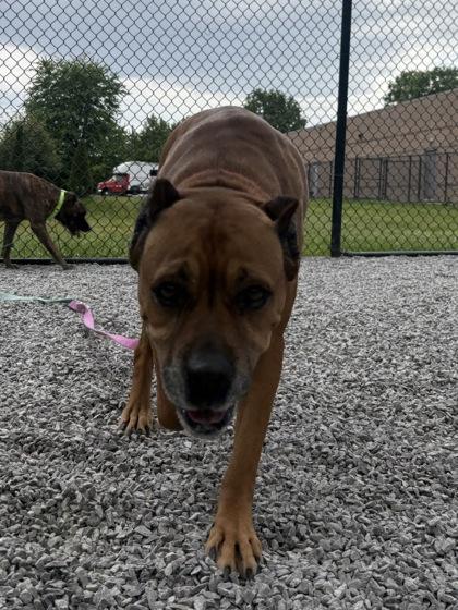 Thelma, Adoptable, Adult Female Mixed Breed & Mixed Breed.