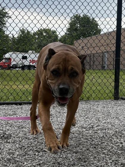Enlarge Thelma, a Adoptable mixed breed in Cincinnati, OH image 2/2