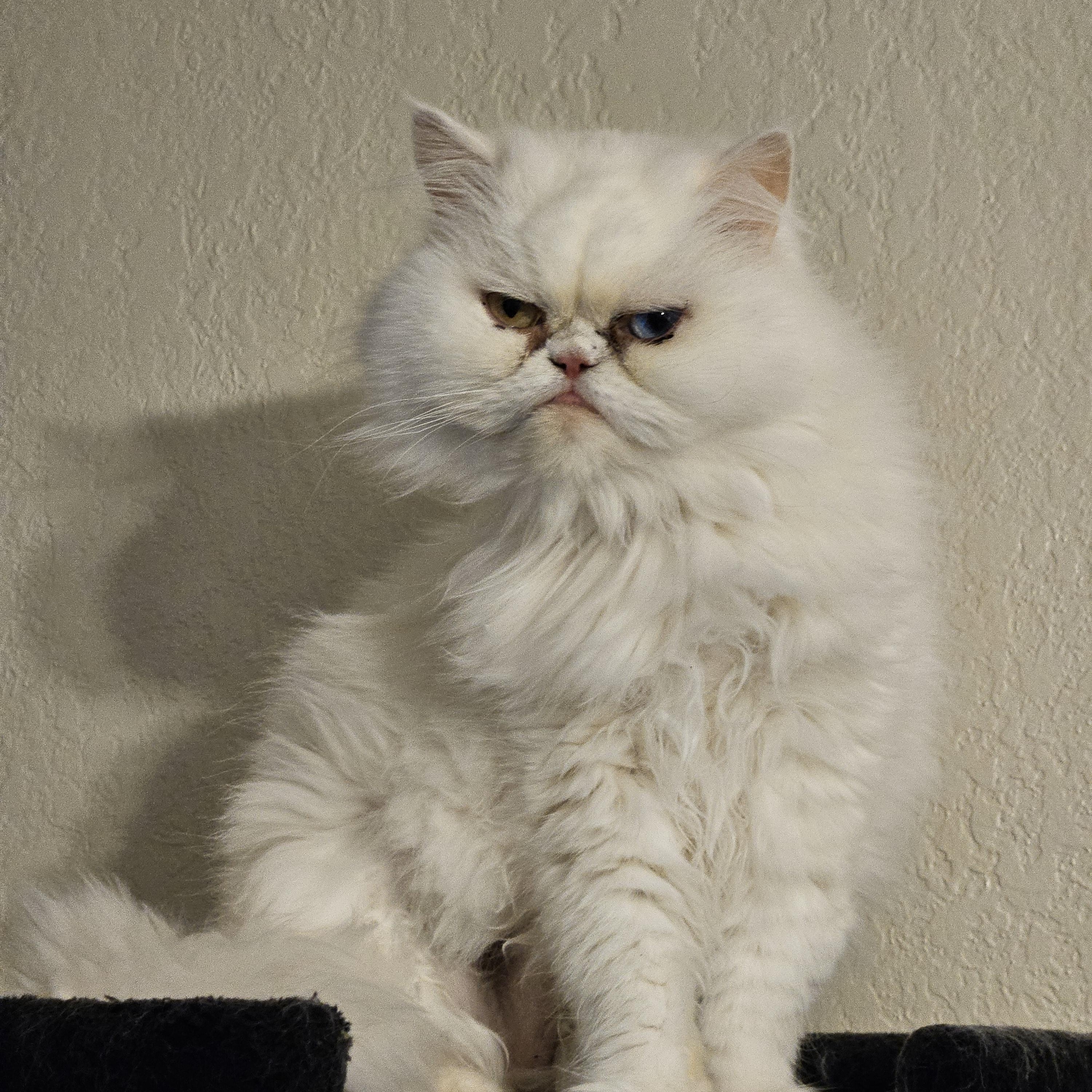 Enlarge Sylvie, a ADOPTABLE Persian in Orlando, FL image 2/5