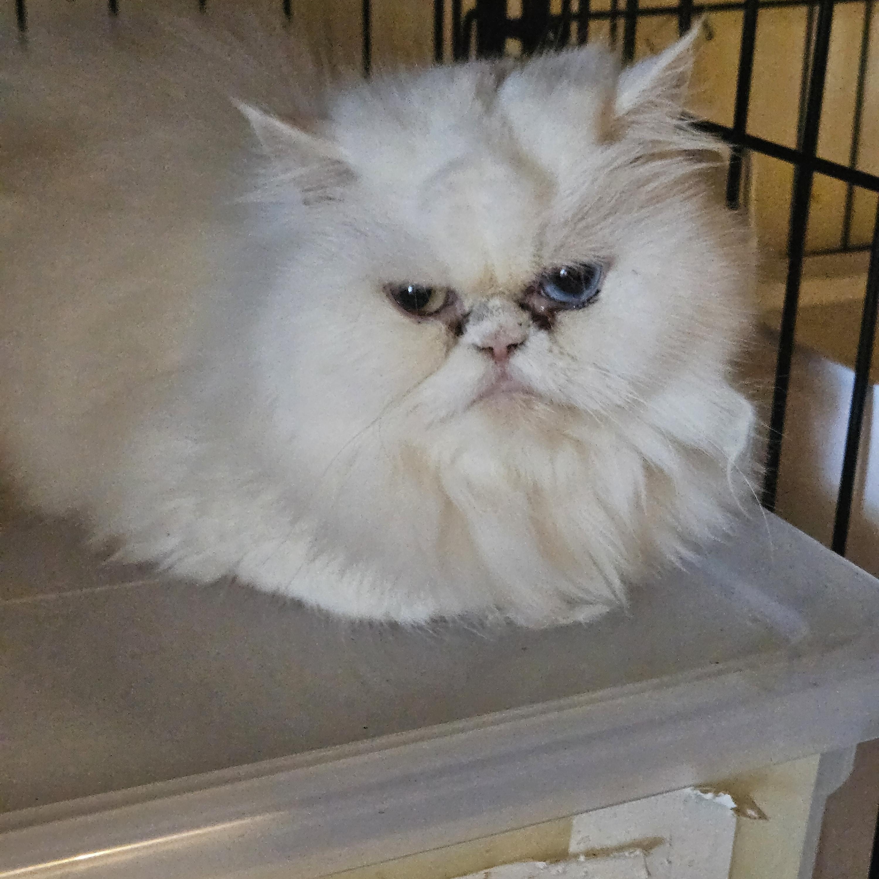 Sylvie, ADOPTABLE, Young Female Persian.