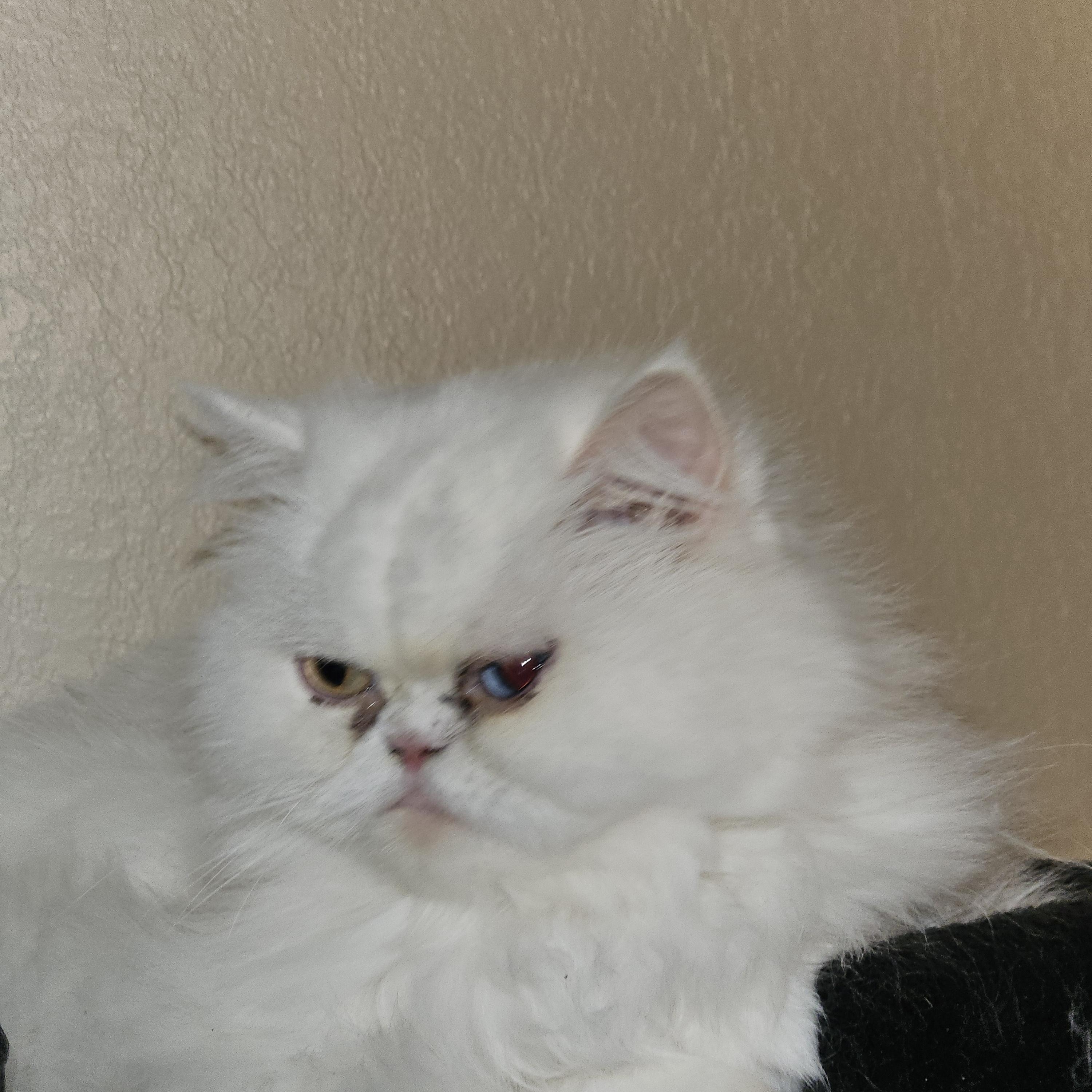 Enlarge Sylvie, a ADOPTABLE Persian in Orlando, FL image 3/5