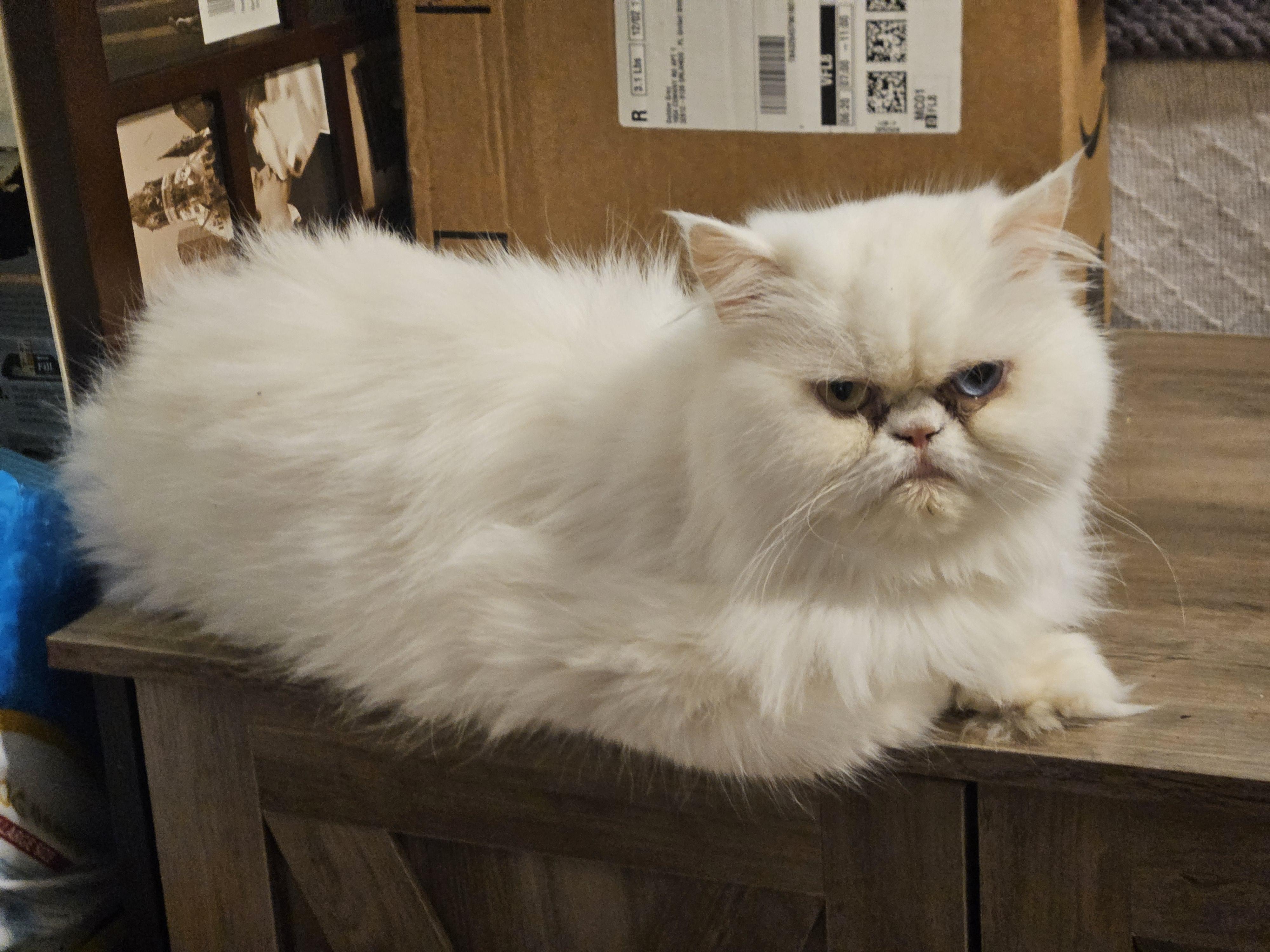 Sylvie, ADOPTABLE, Young Female Persian.