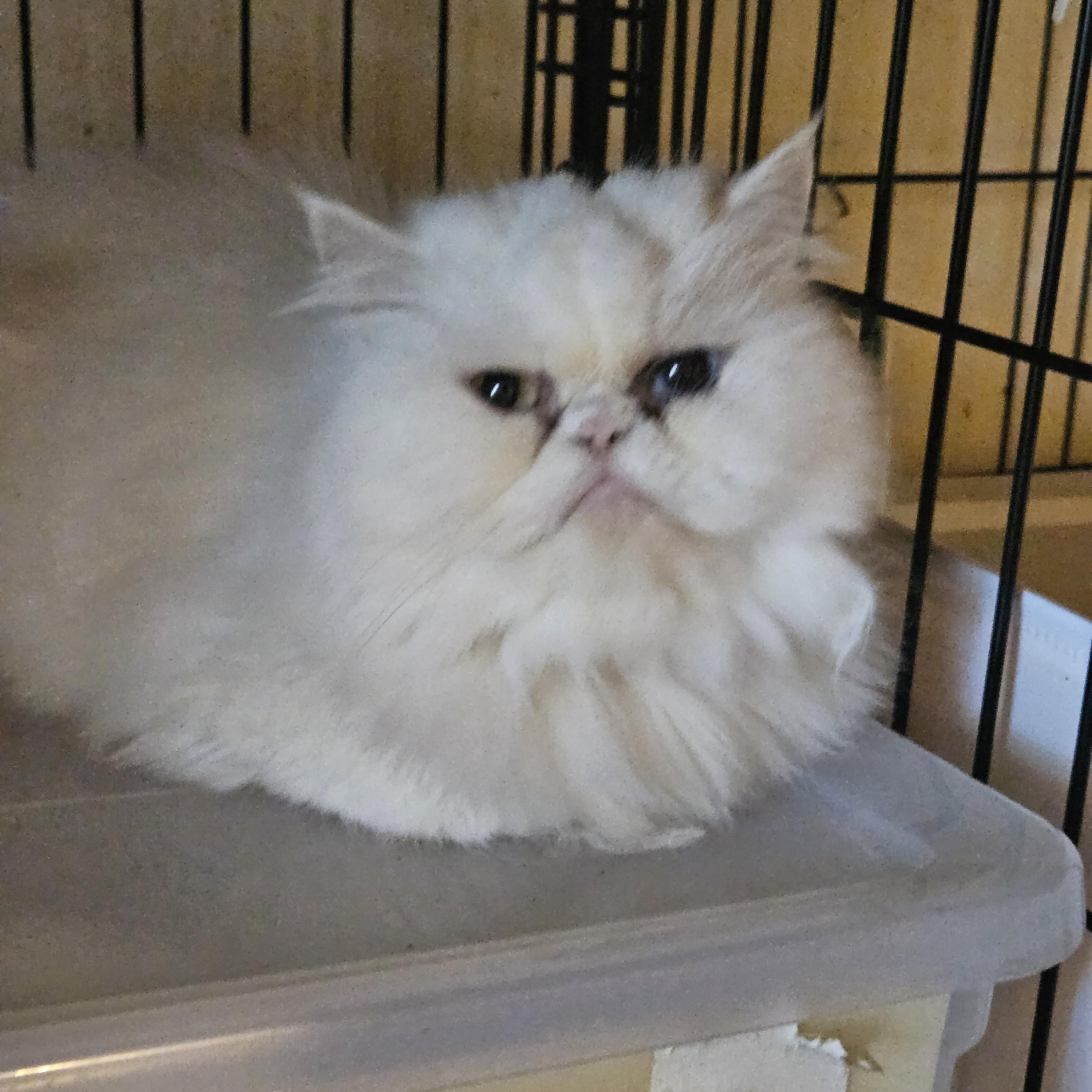 Sylvie, a ADOPTABLE Persian in Orlando, FL image 2/2