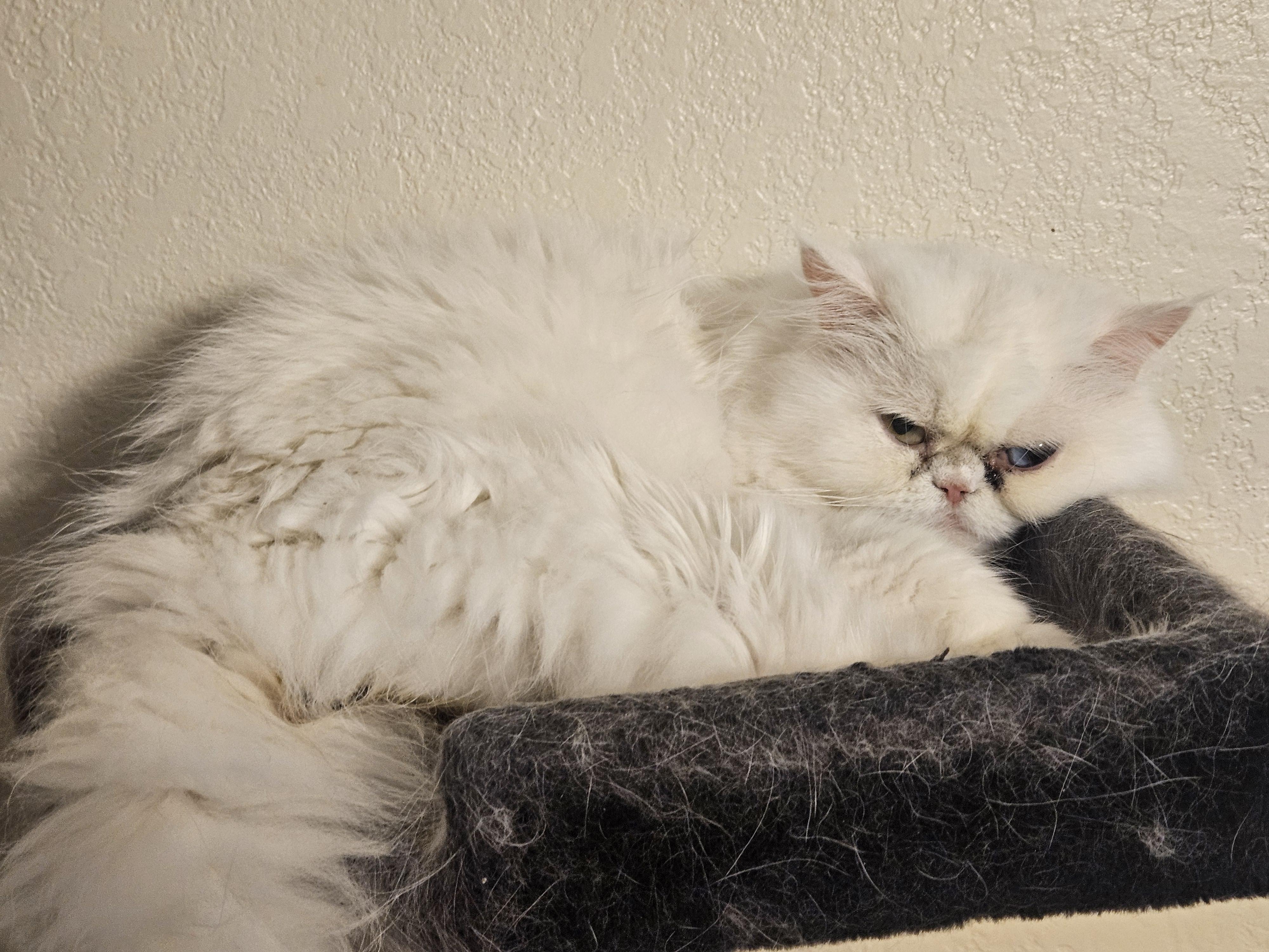 Enlarge Sylvie, a ADOPTABLE Persian in Orlando, FL image 6/6