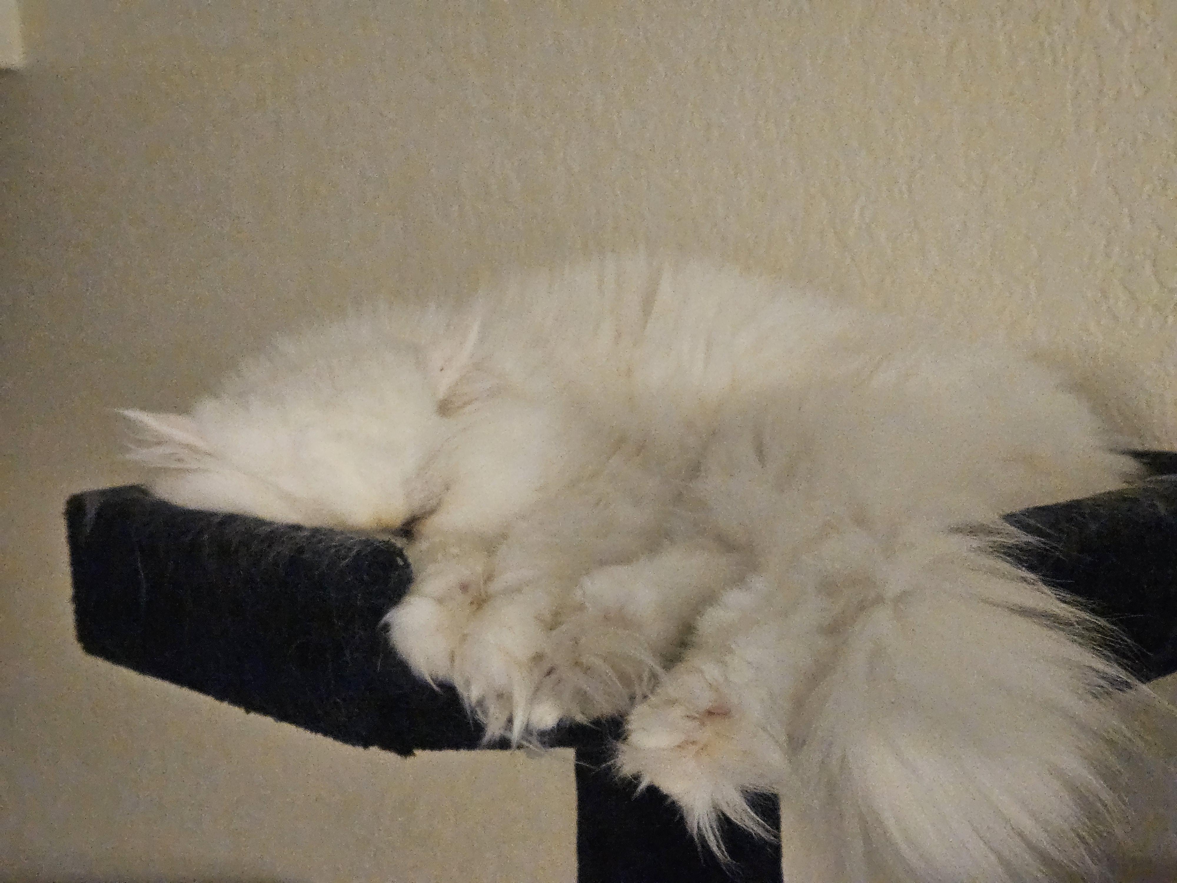 Enlarge Sylvie, a ADOPTABLE Persian in Orlando, FL image 5/5